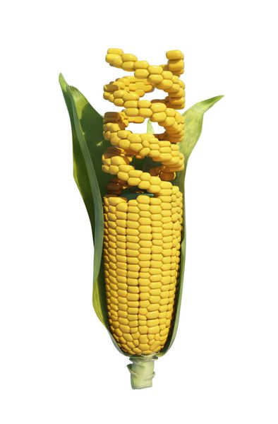 تحقیقات ژنتیکی ذرت GMO - کشاورزی