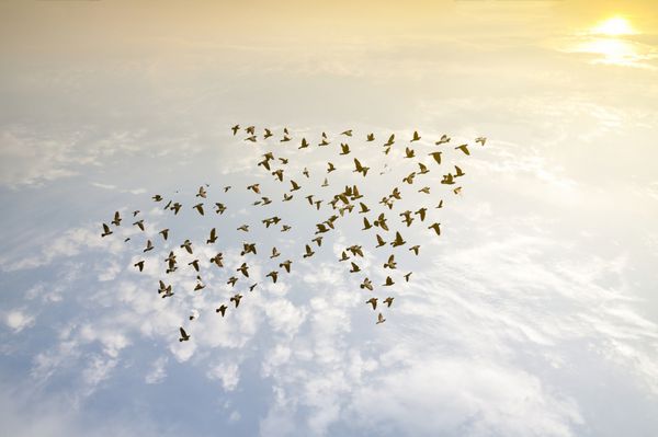 انبوه پرندگانی که در آسمان پرواز می کنند مفهوم تجاری موفقیت توسعه رشد پس زمینه انتزاعی هنر طبیعت