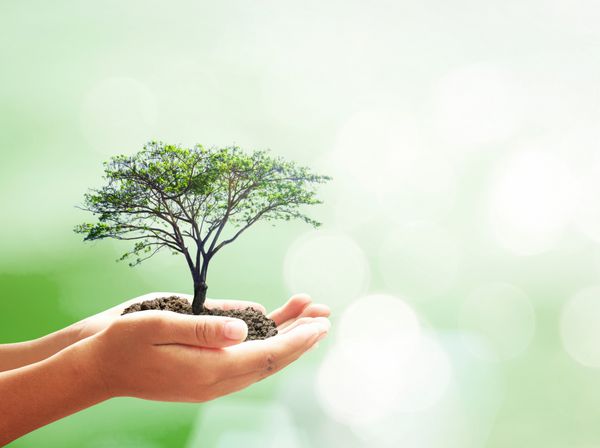 مفهوم روز جهانی فلسفه دست‌های انسانی که درخت بزرگی را روی پس‌زمینه طبیعت تار گرفته است