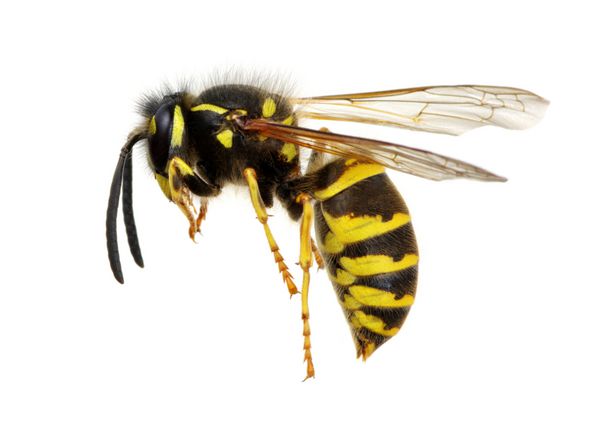 زنبور جدا شده در پس زمینه سفید