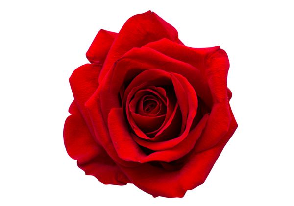 گل رز قرمز جدا شده در پس زمینه سفید