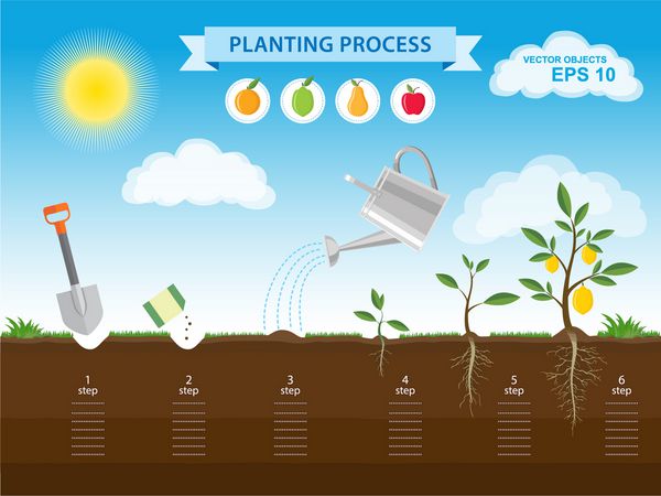 وکتور مفهوم اینفوگرافیک فرآیند کاشت در طراحی مسطح چگونه گام به گام درخت را از دانه در باغ پرورش دهیم طراحی عناصر باغ