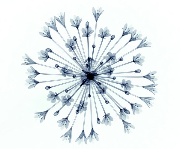 تصویر اشعه ایکس از یک گل جدا شده روی سفید تصویر سه بعدی بل آگاپانتوس
