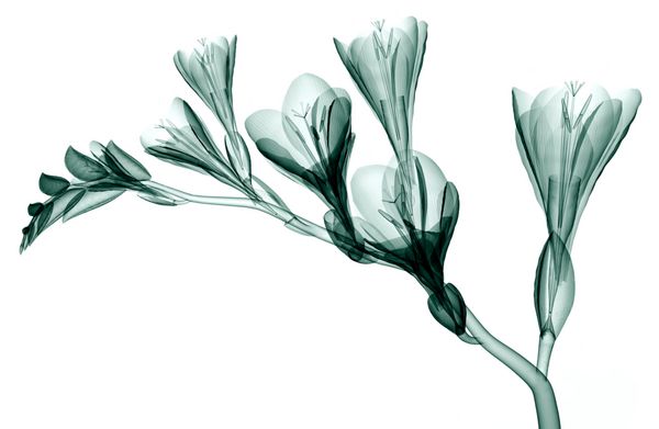 تصویر اشعه ایکس از یک گل جدا شده روی سفید تصویر فریزیا سه بعدی
