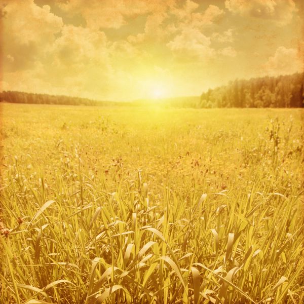 زمین سبز تابستانی آسمان آبی و نور خورشید