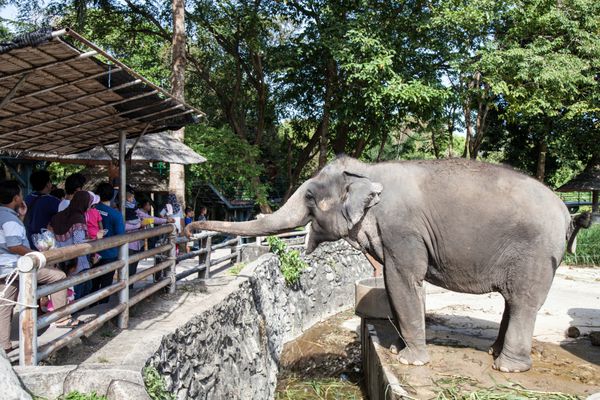 SONG-KHLA تایلند - 10 ژوئیه 2016 گردشگرانی که در تعطیلات آخر هفته از باغ وحش بازدید می کنند
