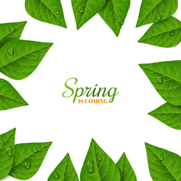 قاب با برگ های سبز و قطرات آب در زمینه سفید شبنم صبحگاهی شاخ و برگ تازه بهاری وکتور مفهوم بهار در حال آمدن است