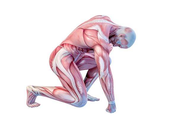 آناتومی انسان - عضلات مرد تصویرسازی سه بعدی