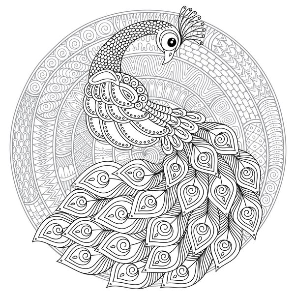 طاووس طراحی شده با دست برای صفحه رنگ آمیزی ضد استرس با جزئیات بالا جدا شده روی پس زمینه سفید تصویر به سبک زنتاگل وکتور طرح تک رنگ مجموعه پرندگان