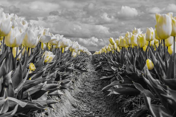 گل لاله سیاه و سفید زرد گروه منظره بهاری دسته گل زیبای لاله لاله های رنگارنگ لاله ها در آفتاب بهاری مزرعه پر جنب و جوش گل
