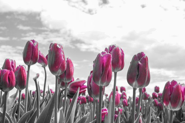 گل لاله سیاه و سفید قرمز گروه منظره بهاری دسته گل زیبای لاله لاله های رنگارنگ لاله ها در آفتاب بهاری مزرعه پر جنب و جوش گل