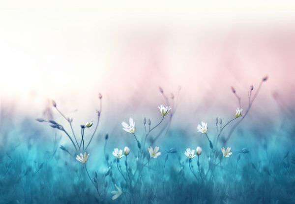گل‌های سفید کوچک روی پس‌زمینه آبی ملایم و صورتی ماکرو در فضای باز پس زمینه گلی قالب حاشیه تابستانی بهار تصویر هنری ظریف هوای نور