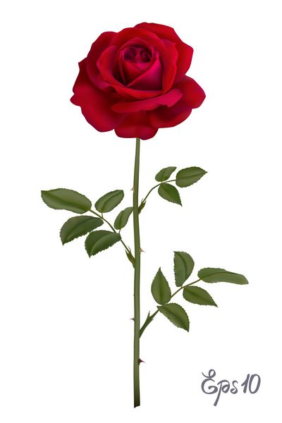 گل رز قرمز زیبا جدا شده در پس زمینه سفید تصویر وکتور مشبک گرادیان عکس واقع گرایانه