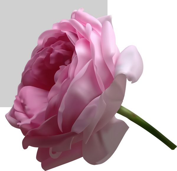 گل رز صورتی زیبا جدا شده در پس زمینه خاکستری تصویر وکتور مشبک گرادیان عکس واقع گرایانه