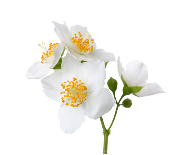 گلهای یاسمن فیلادلفوس جدا شده در زمینه سفید