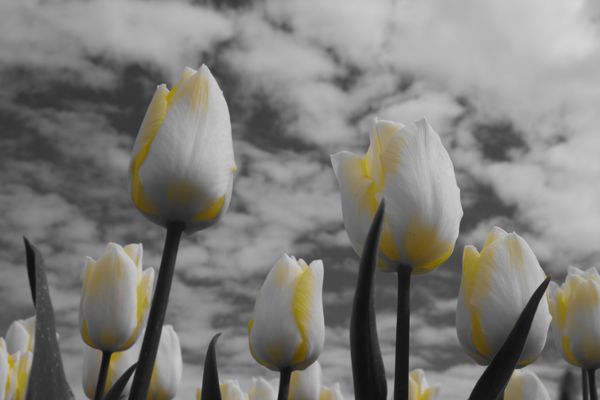 گل لاله سیاه و سفید زرد گروه منظره بهاری دسته گل زیبای لاله لاله های رنگارنگ لاله ها در آفتاب بهاری مزرعه پر جنب و جوش گل