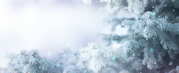 پس زمینه برف تعطیلات درختی زمستانی دانه های برف صنوبر آبی طراحی هنری حاشیه درخت کریسمس زیبا و سال نو پس زمینه آبی انتزاعی با برف