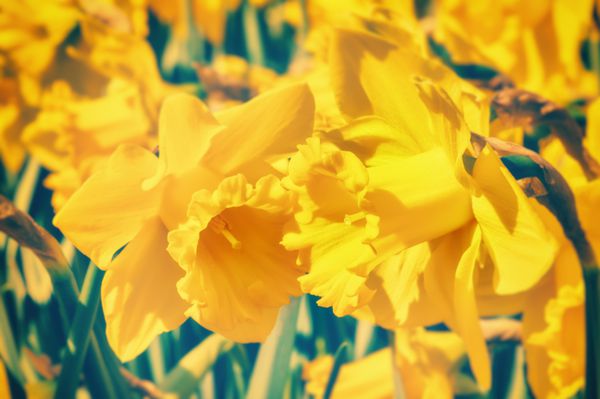 گل های بهاری نمای نزدیک نرگس های زرد