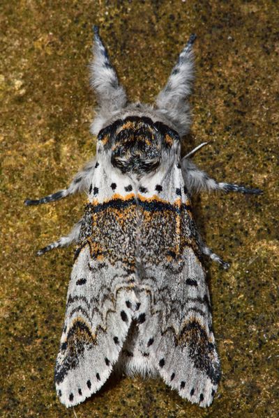 پاهای جلویی پروانه بچه گربه Furcula furcula دراز است حشره شب‌زی بریتانیایی در خانواده Notodontidae که حالت استراحت مشخصی از خود نشان می‌دهد