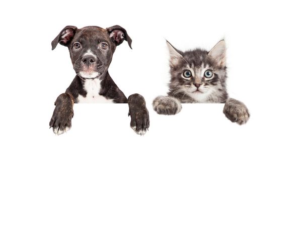 توله سگ و بچه گربه ناز که روی بنر سفید آویزان شده است
