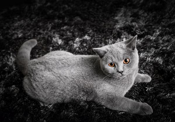 گربه شایان ستایش با چشمان نارنجی زنجبیلی که روی فرش سیاه و سفید دراز کشیده است