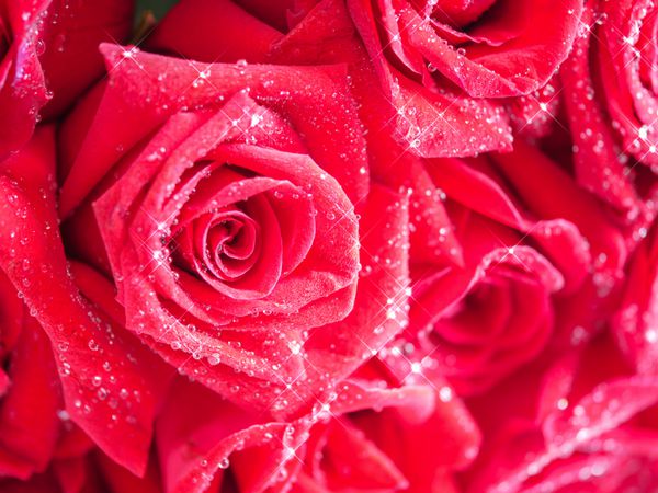 گل رز قرمز نزدیک با قطرات شبنم آب 10