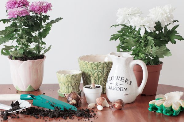گیاهان آپارتمانی در گلدان روی میز