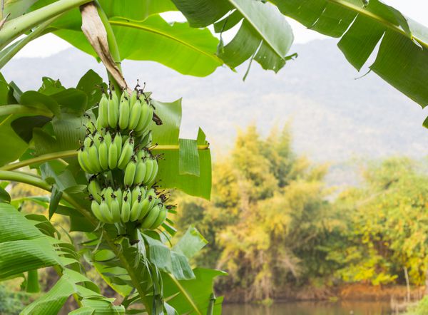 خوشه سبز بزرگی از موز سبز روی کف دست نزدیک رودخانه جنگل آویزان شده است