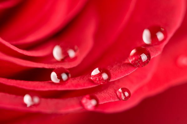 ماکرو گل رز قرمز زیبا با قطرات آب