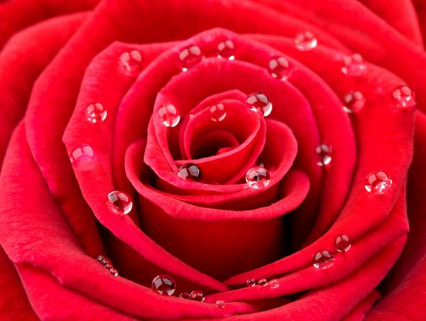 گل رز قرمز با قطرات آب