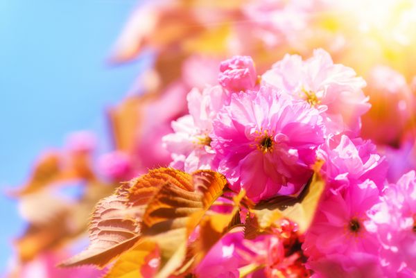 شکوفه های درخت گیلاس در باغ بهاری