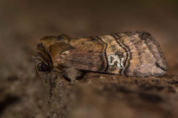 شکل هشتاد پروانه Tethea ocularis در حال استراحت حشره از خانواده Drepanidae این پروانه به دلیل علامت گذاری روی بال های جلویی شبیه به 80 نامگذاری شده است
