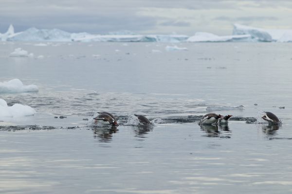 پنگوئن های جنتو Pygoscelis papua گراز دریایی بین کوه های یخ