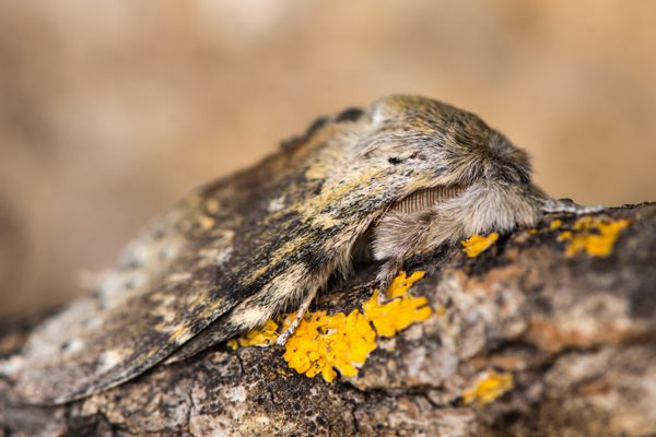 پروانه خرچنگ Stauropus fagi بالغ روی شاخه حشره جنگلی بریتانیایی از خانواده Notodontidae در حال استراحت با بالهایی که در وضعیت مشخصی قرار دارند