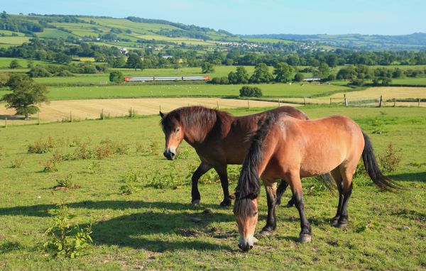 دو اسب در یک زمین کشاورزی در آکس ولی دوون چرا می کنند