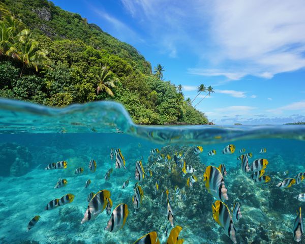 بر فراز و زیر دریا در نزدیکی ساحل ساحلی سرسبز وحشی با مدرسه ای از ماهی های گرمسیری در زیر آب که توسط خط آبی تقسیم شده است جزیره Huahine اقیانوس آرام پلینزی فرانسه