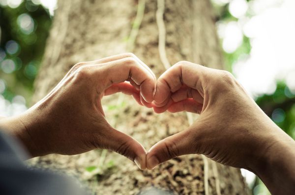 دست هایی که شکل قلب را در اطراف یک درخت بزرگ تشکیل می دهند - محافظت و عشق به طبیعت