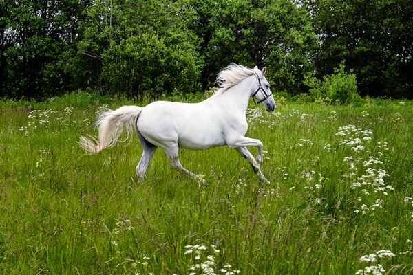 اسب سفید برازنده در یک مزرعه