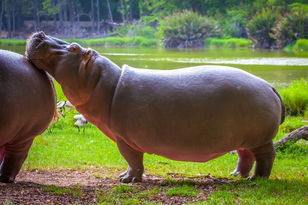 اسب آبی اسب آبی آفریقا کنیا Hippopotamus amphibius