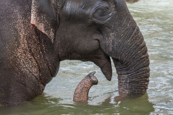 فیل آسیایی Elephas maximus در حال حمام کردن