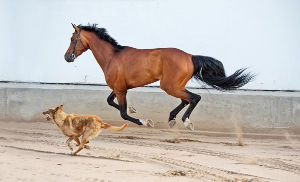دویدن و بازی اسب خلیج با سگ