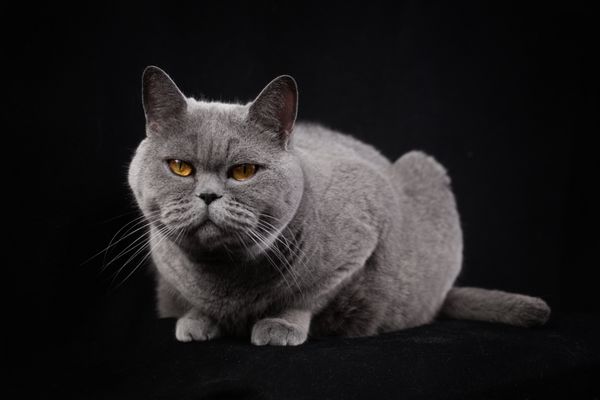 گربه بریتانیایی مو کوتاه خاکستری در زمینه سیاه