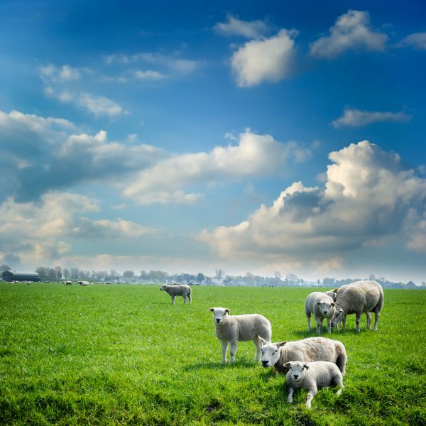 گله گوسفند در مزرعه سبز
