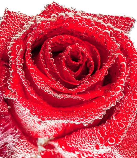 گل رز خیس قرمز