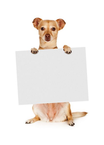 علامت خالی نگهدارنده سگ Mix Chihuahua