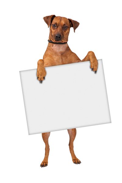تابلو نگهدارنده سگ پینچر صلیب