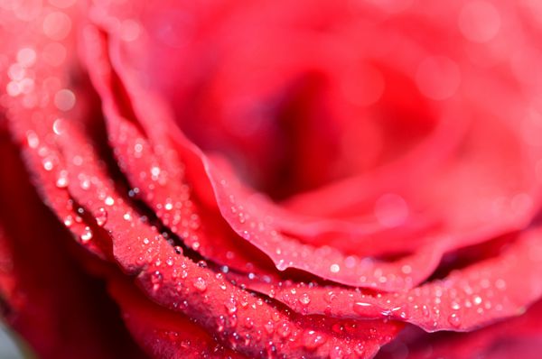گل رز قرمز نزدیک با قطره