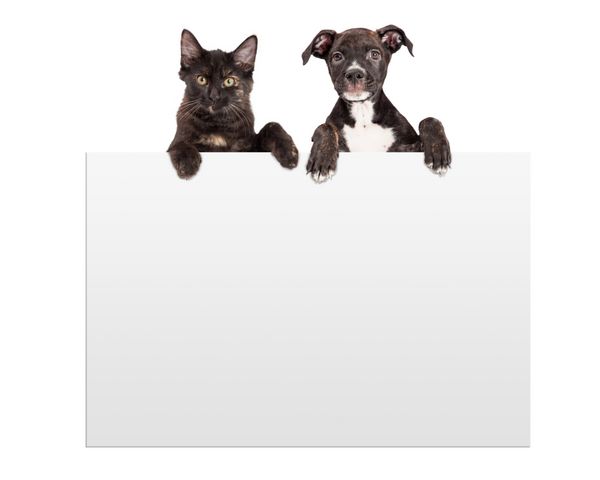 علامت آویزان توله سگ و بچه گربه