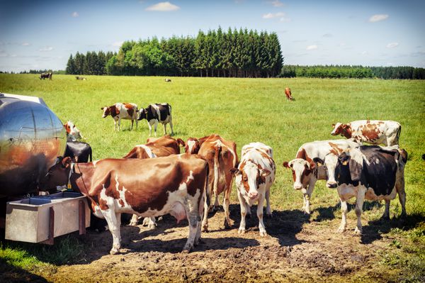 گله گاو در حال نوشیدن آب مفهوم کشاورزی