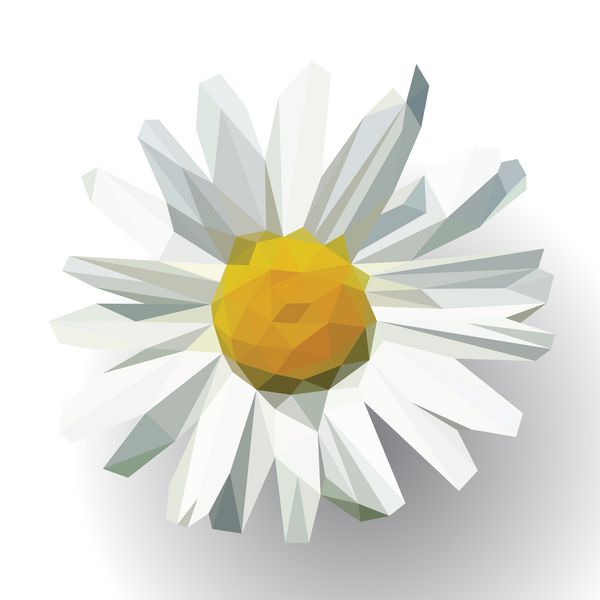 گل باز چند ضلعی با گلبرگ های دیزی روی سفید